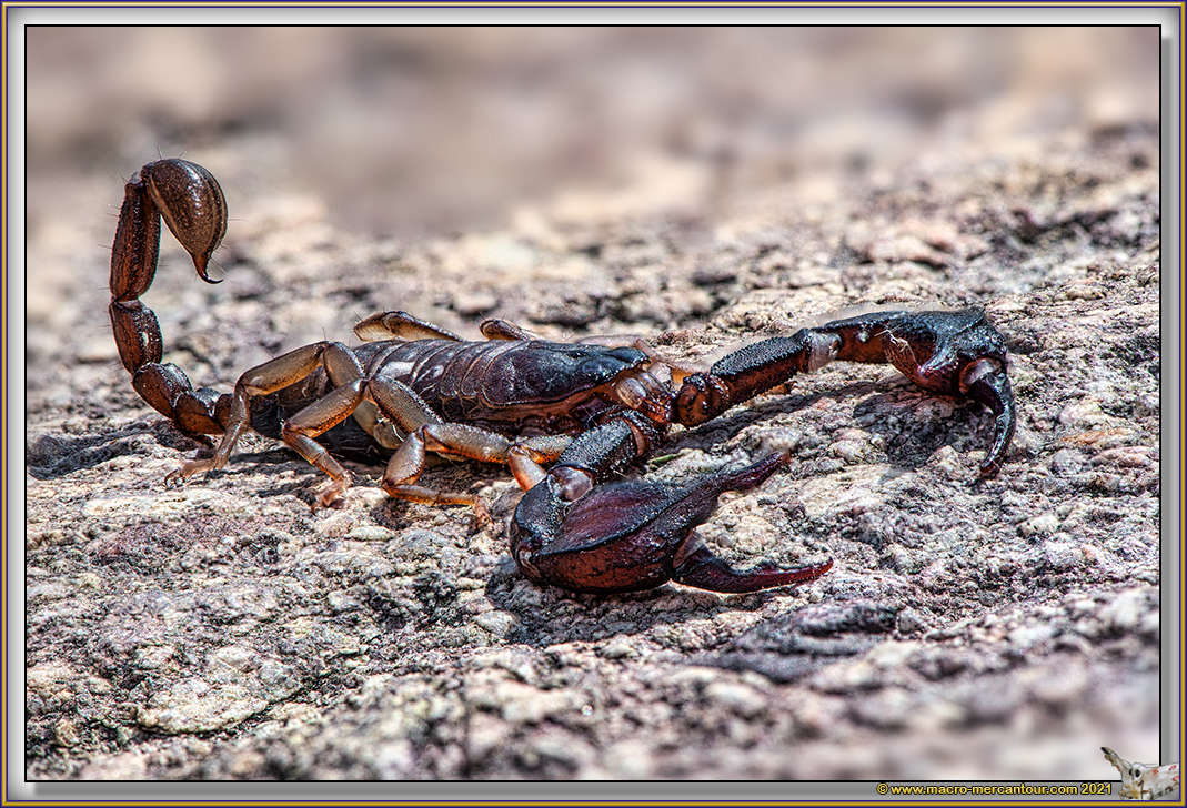 Scorpion